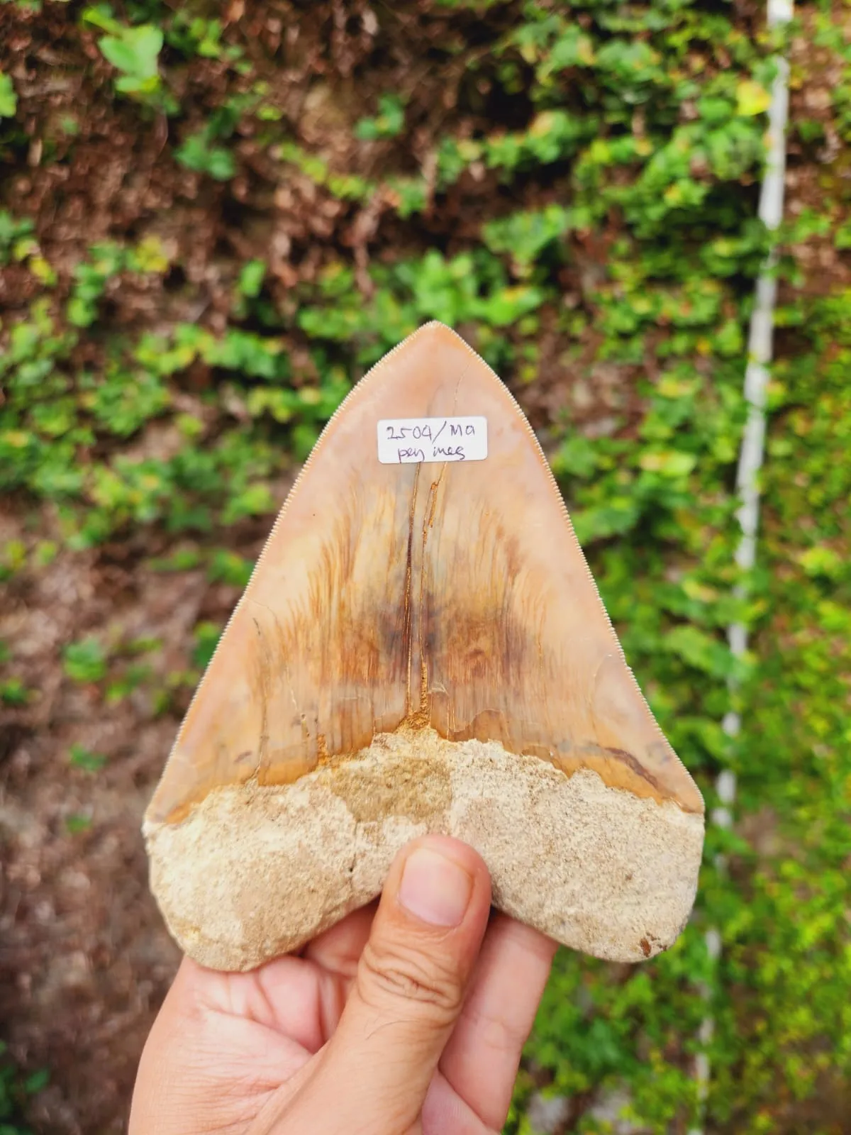 Natural Megalodon Tooth from Indonesia - 5.23