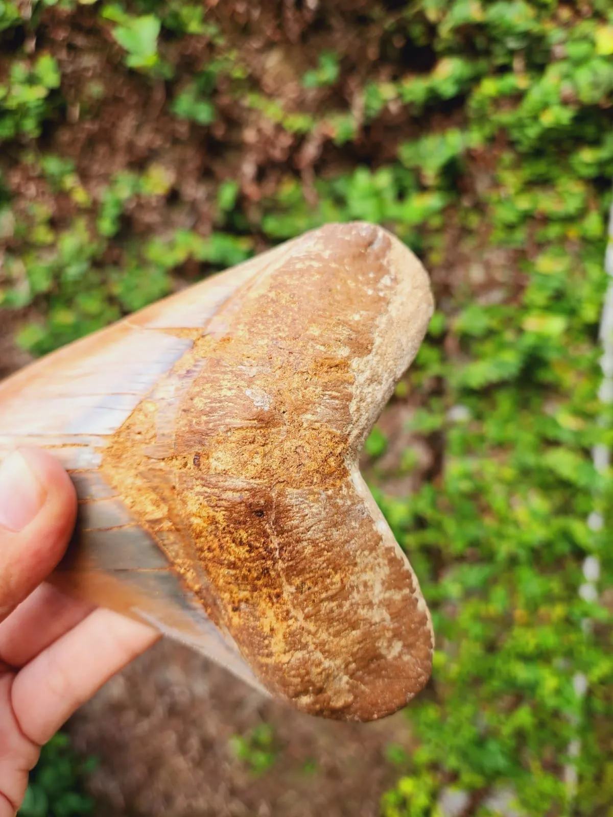 Natural Megalodon Tooth from Indonesia - 5.23