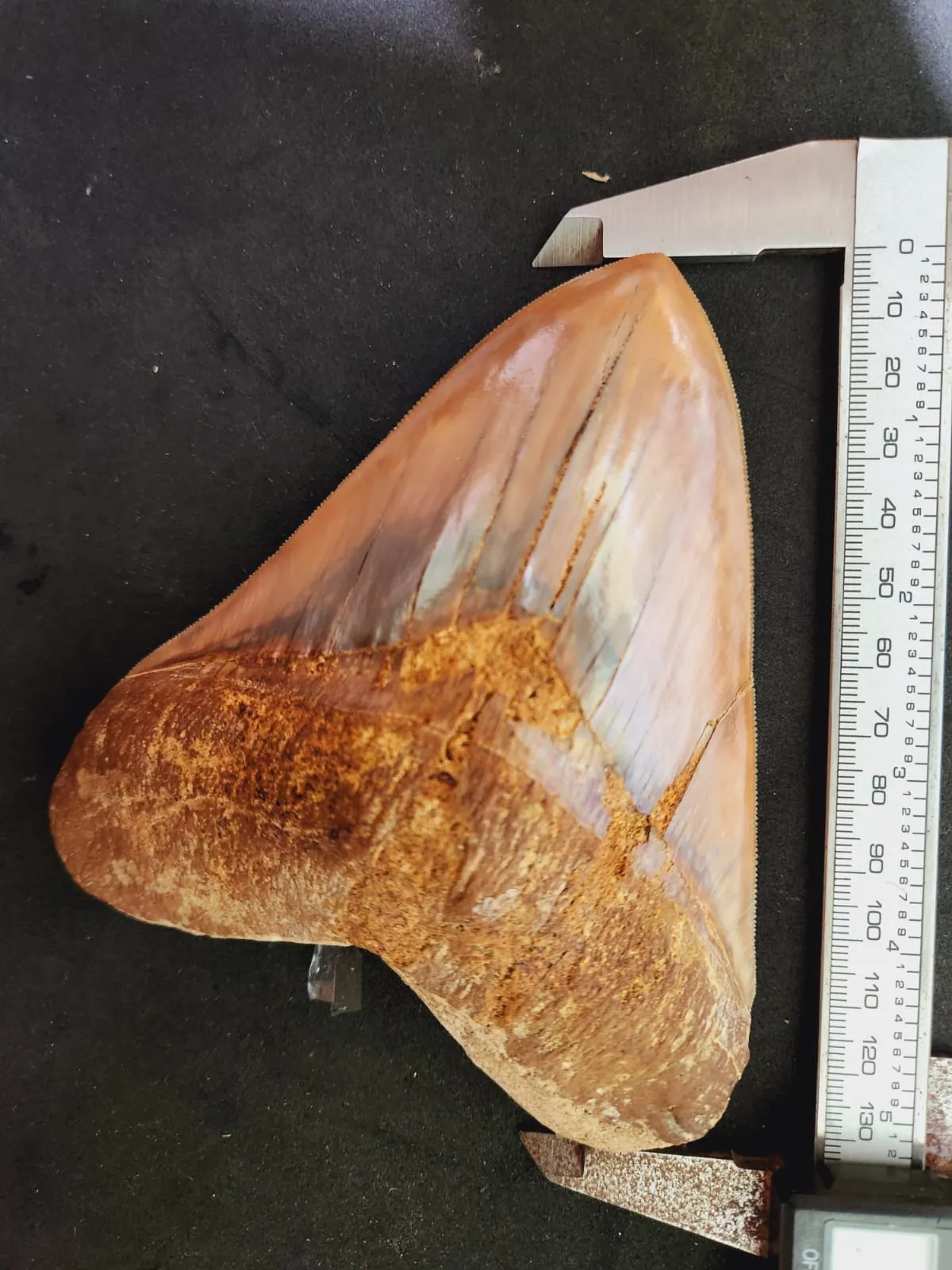 Natural Megalodon Tooth from Indonesia - 5.23