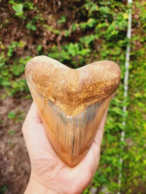 Natural Megalodon Tooth from Indonesia - 5.23