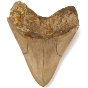 Natural Megalodon Tooth from Indonesia - 5.6